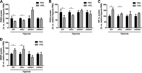 Siah1 And Siah2 Knockdown Inhibits The Ability Of RHDL To Inhibit PHD2