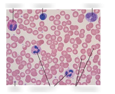 Leukocytes Diagram Quizlet