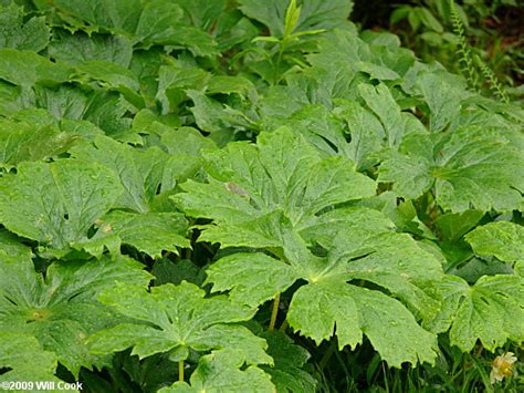 Mayapple Podophyllum Peltatum