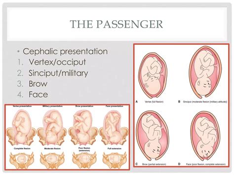 Fetal position | PPT | Free Download