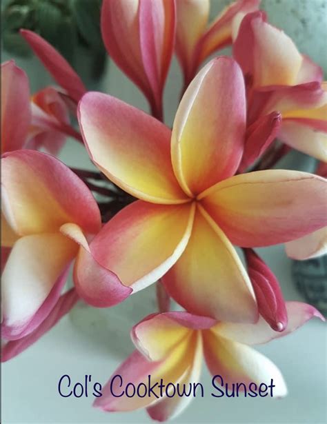 Aka Hawaiian Sunset Plumeria Flowers Frangipani Hawaiian Sunset