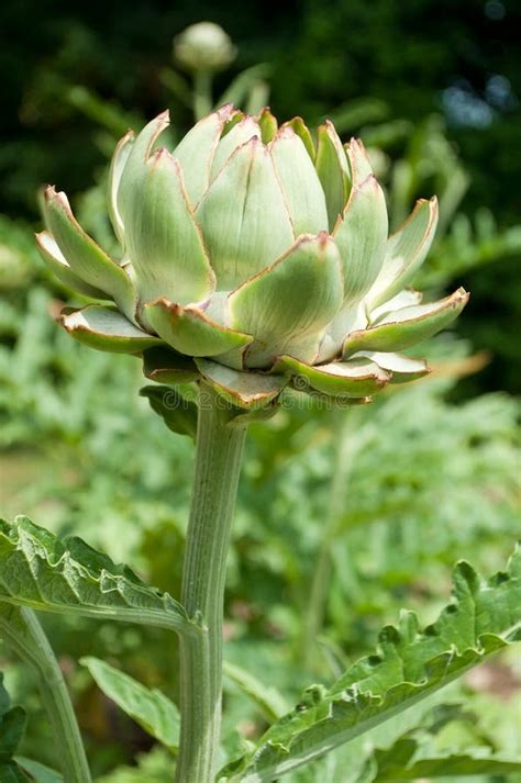 Closeup Of An Artichoke Growing In A Vegatable Garden In The