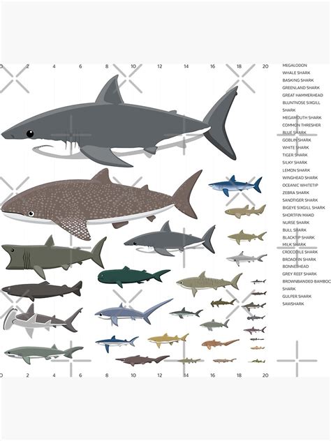 "Shark Sizes Comparison Set" Poster for Sale by SUPERHERON | Redbubble