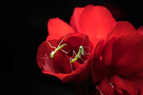 Insects Green Red - Free photo on Pixabay - Pixabay