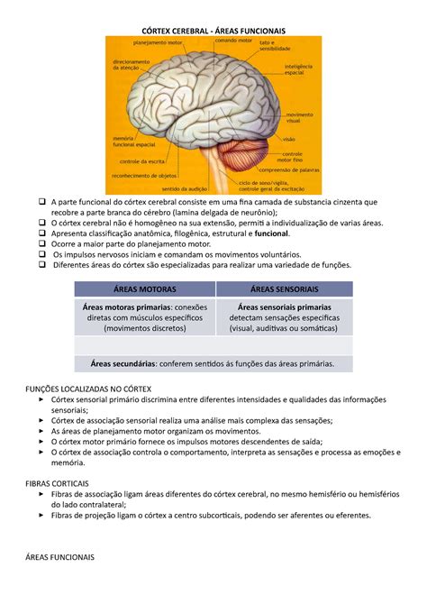 C Rtex Cerebral Cerebral Funcionais A Parte Funcional Do Cerebral