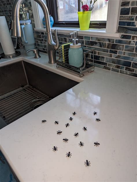 GROVE PEST CONTROL – Friendly, Experienced Pest Control in Willow Grove, PA