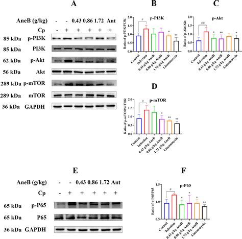 Anemoside B Attenuates Necrotic Enteritis Of Laying Hens Induced By