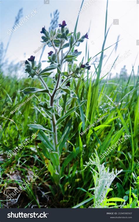 1,750 Gramineous plant Images, Stock Photos & Vectors | Shutterstock