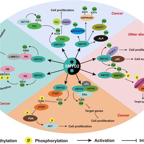 Mechanisms Underlying The Role Of SMYD2 In Cardiovascular Disease A