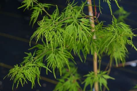 Seiryu Japanese Maple Cloud Mountain Farm Center Nursery