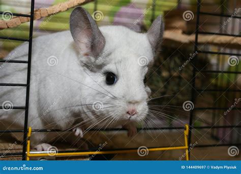 Cute Fluffy White Chinchilla Is Sitting In The Cage Pet At Home White