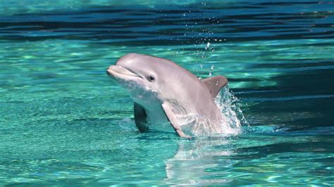 Newborn dolphin calf at The Mirage named for Las Vegas sports teams | KSNV