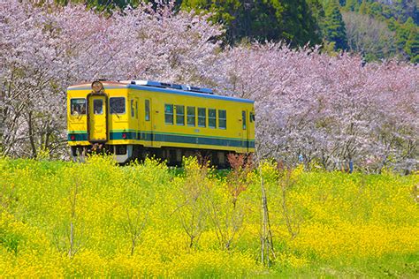 いすみ鉄道沿線の「菜の花＆桜」お花見情報！2024年開花時期・散策スポットを紹介【千葉】 ｜じゃらんニュース