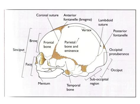 Fetal Skull Diagram