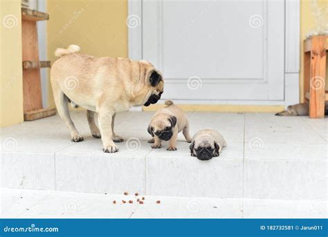 Cute puppy Pug sleeping stock image. Image of clinic - 182732581