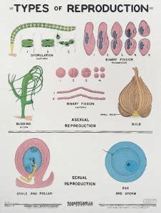 Types of Reproduction Chart | Sargent Welch