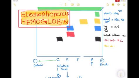 Hemoglobin Electrophoresis Haematology First Aid Usmle Step 1 Youtube