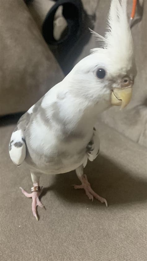 Shocked Banana : r/cockatiel