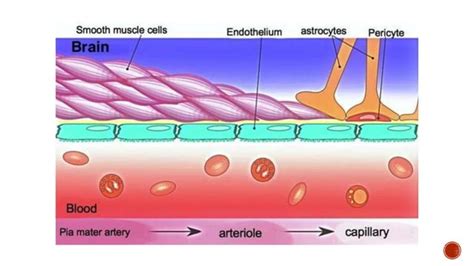 Physiology Of Pain Somatic Visceral And Referred Reflexes Ppt