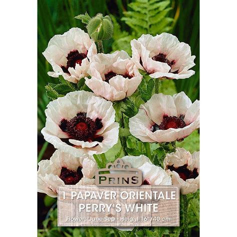 Papaver Orientale Perry S White 1 Bulb