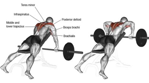 Do Chest Supported Rows With Dumbbell, Barbell, Cable, Machine