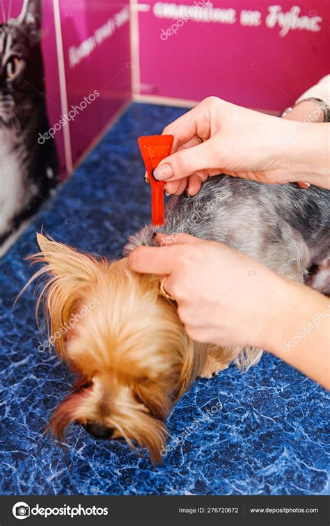 How To Treat Dog Lice