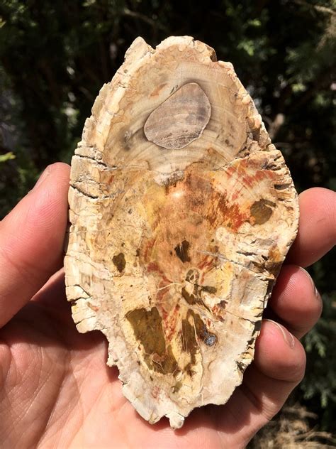 Large Petrified Wood Stonepetrified Wood Slicewood Fossil Etsy