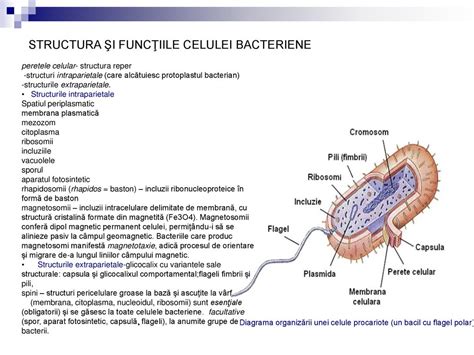 Istoricul Microbiologiei Medicale Evolu Ia Microbiologiei Ca Tiin