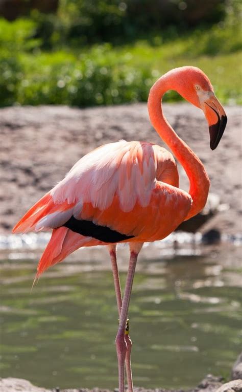 ภเгคк ค๓ Flamingo Flamingo pictures Flamingo photo