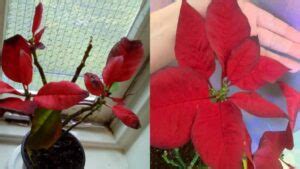 Poinsettia Dropping Leaves (9 Causes and Solutions) - Garden For Indoor