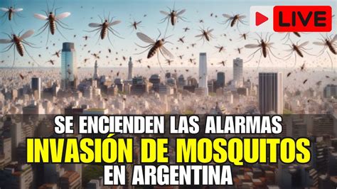 Será en CASTIGO de DIOS la INVASIÓN de MOSQUITOS que llego al