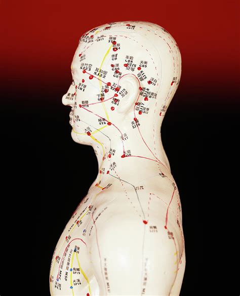 Acupuncture Model Photograph By Mark Thomasscience Photo Library Pixels