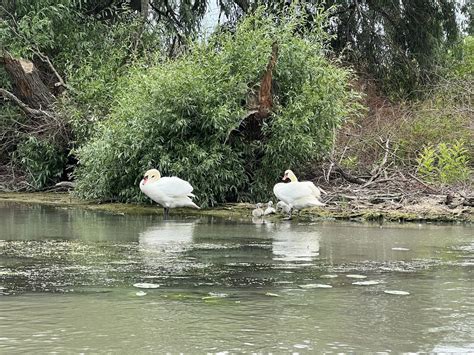 Referat Delta Dunarii Biologie - Flora si fauna Deltei Dunarii - Info-Delta.ro