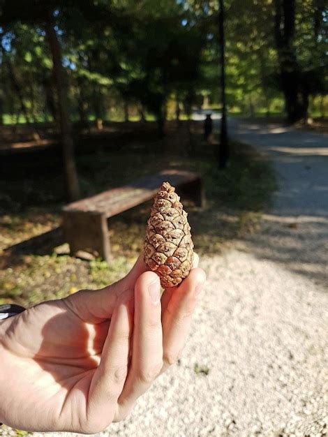 Premium Photo Close Up Of Hand Holding Pine Cone