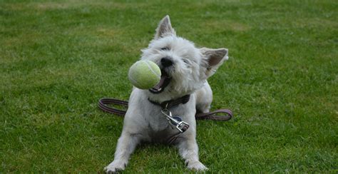 Cairn Terrier Breed Guide (Lifespan, Size & Characteristics)