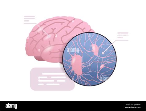 explicación detallada estructura anatómica del cerebro cuerpo humano