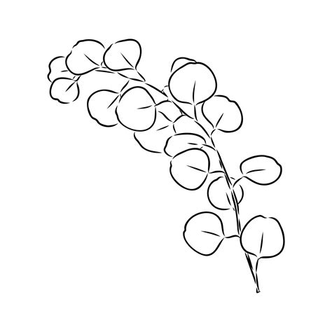 eucalyptus leaf sketch 48231662 Vector Art at Vecteezy