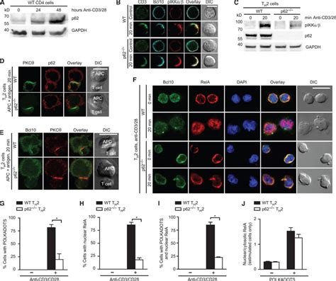 T Cell Receptor Signals To Nf B Are Transmitted By A Cytosolic P