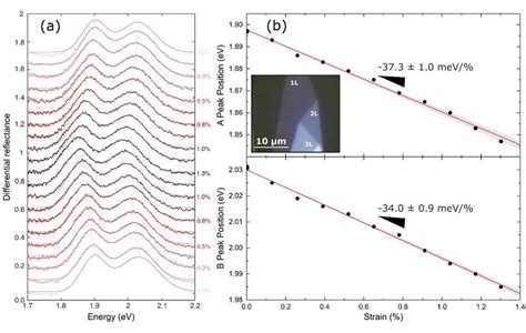 Strain Tunable Differential Reflectance In 1L MoS2 A Differential