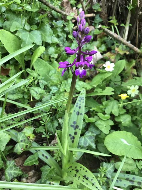 Guy Shrubsole On Twitter First Early Purple Orchids Of The Season