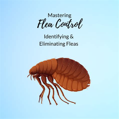 Mastering Flea Pest Control Identifying Eliminating Fleas