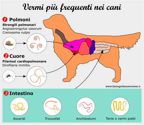 Sverminazione Cane Come Sverminare Un Cane