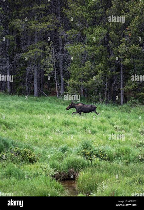 Rocky Mountain National Park Moose Hi Res Stock Photography And Images