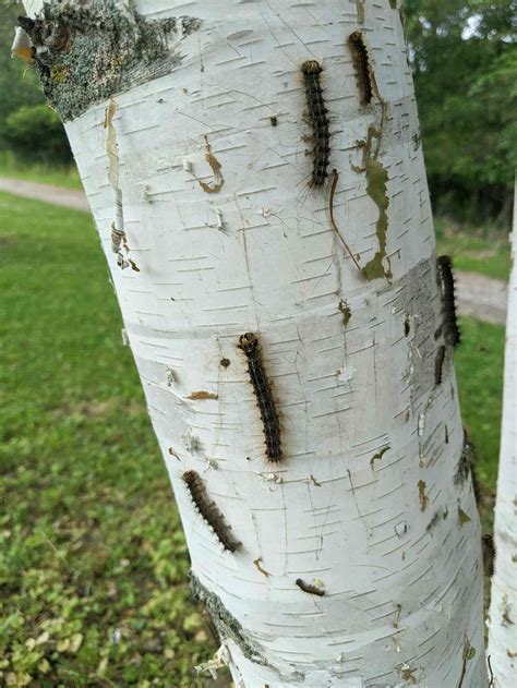 Why an invasive caterpillar is munching its way through tree leaves, in