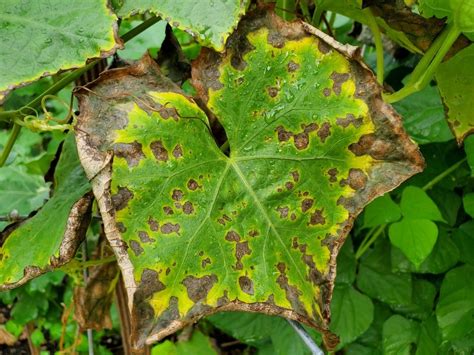 Potassium Deficiency Causes Symptoms And Solutions Atami