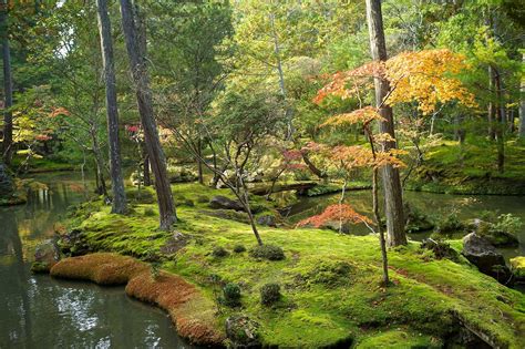 Moss garden: a guide to growing moss in your garden | Homes & Gardens