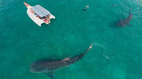 Swimming With Giants Whale Sharks Mafia Island Ecotourism