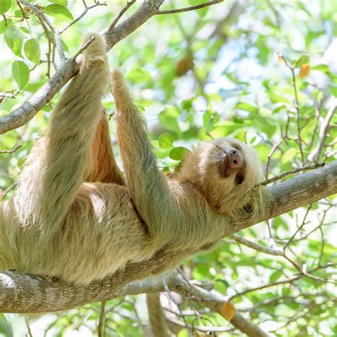 Top 9 Places To See Sloths In Costa Rica Pura Vida