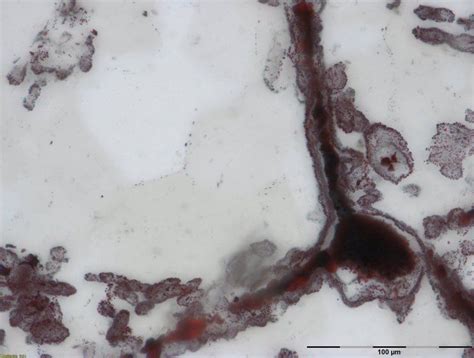 Tiny Tubes In Canadian Rock May Be Oldest Known Fossils