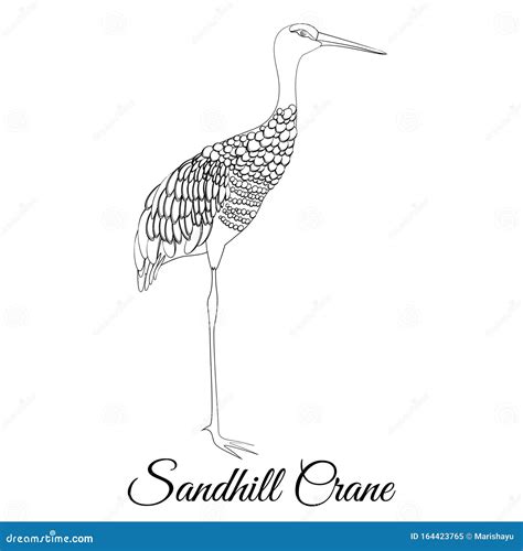 Sandhill Crane Outline Vector Coloring Stock Vector Illustration Of